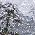 Flower Shower